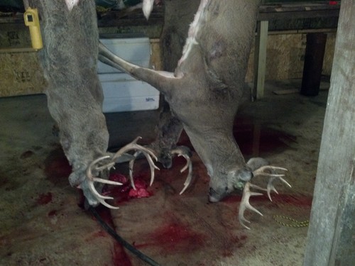 Happiness is a full skinning shack