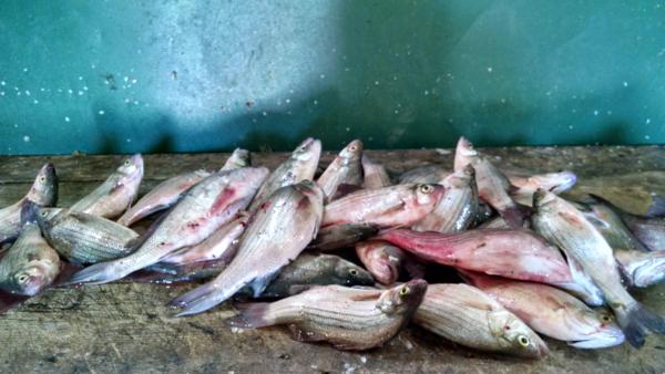 Fishing Report May 27, 2015