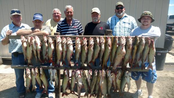 Good weekend catching cats over chummed holes