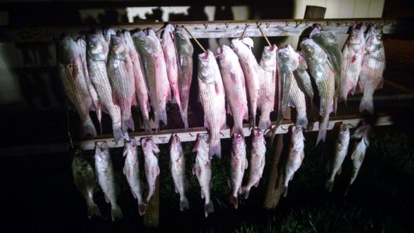 Record Breaking Night of Fishing