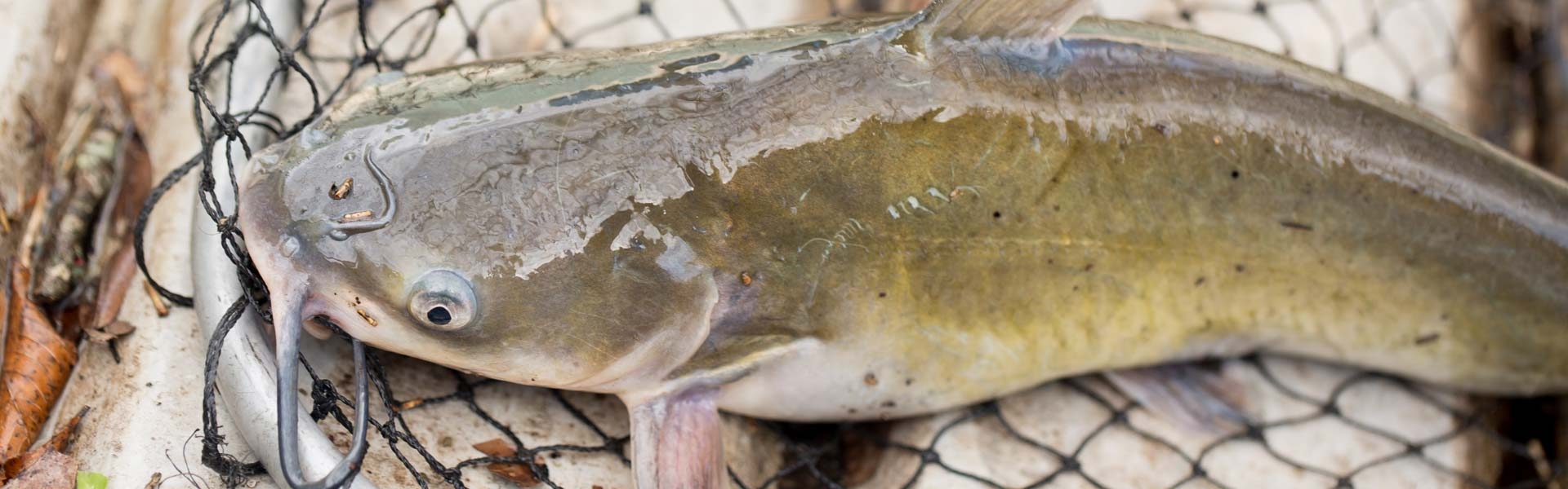 Catfishing in Kansas