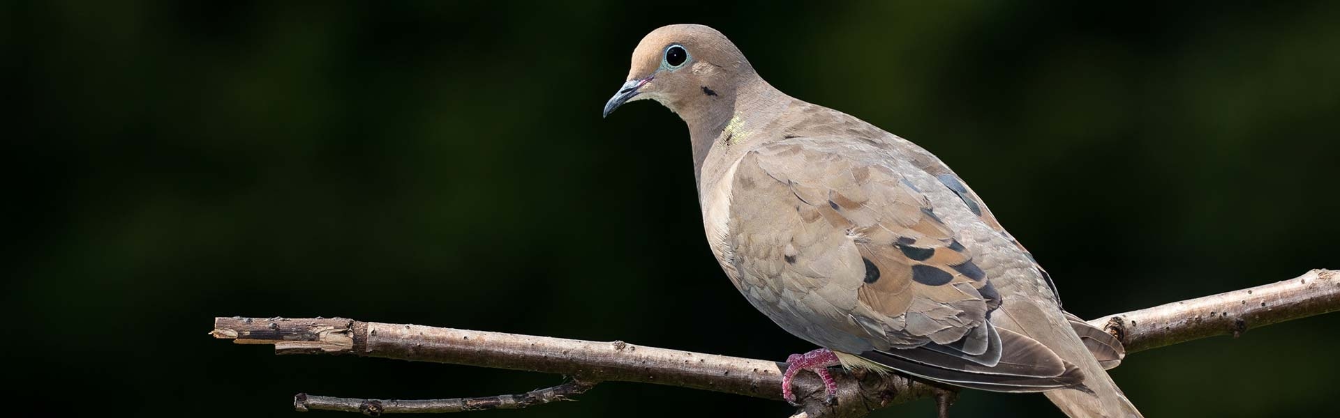 Kansas Dove Hunting