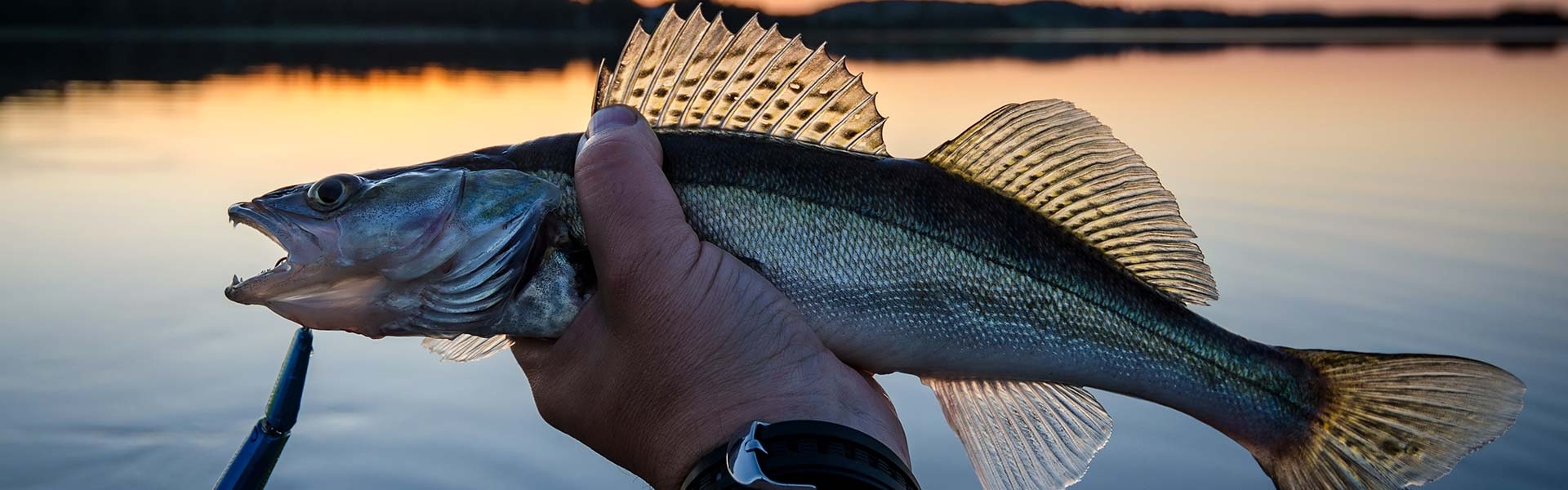 Kansas Walleye Fishing Guides & Lodging