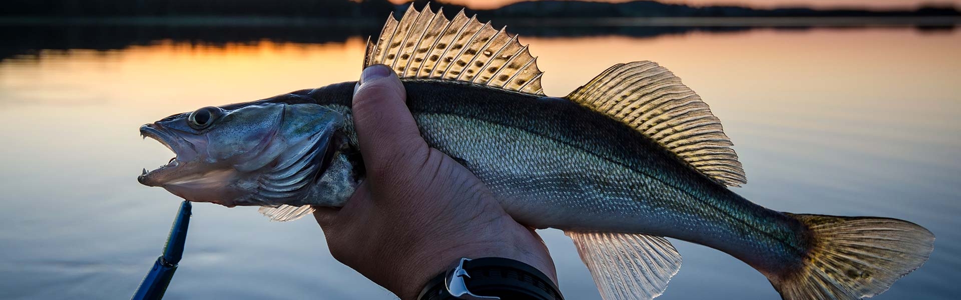 How to Catch Fall Walleye