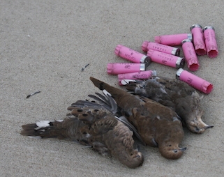 Dove hunts