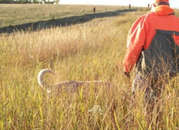 Quail Hunts