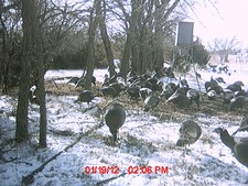 Turkeys at the feeder.