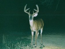 Trailcam Buck