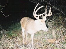 Trailcam Buck