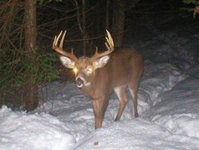 Trailcam